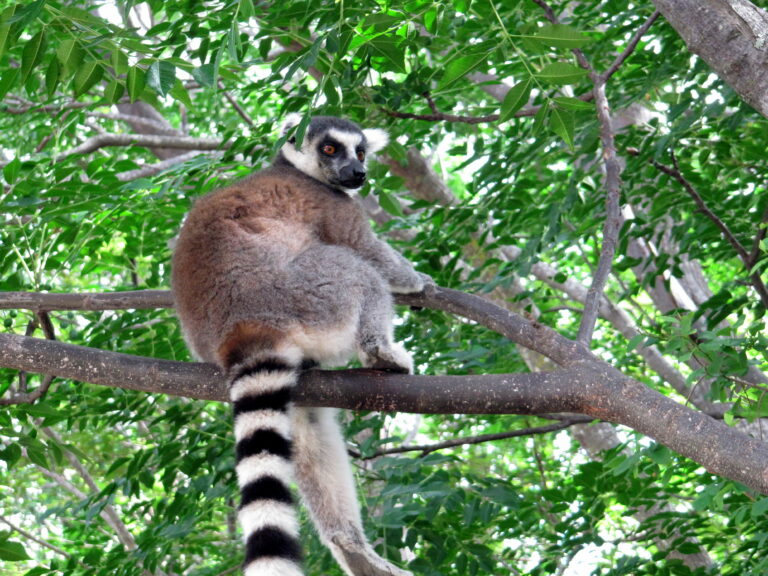 Ambalavao Anja Reservat Lemur auf Baum